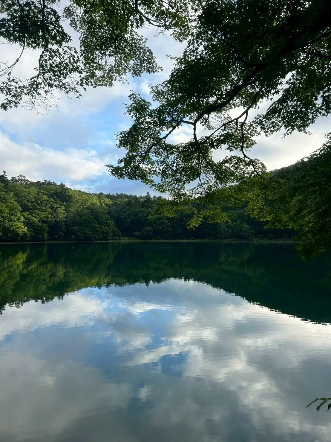 Calm floresta lago reflecting nuvens e surrounding árvores